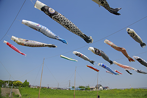 画像:市川北部の風物詩!