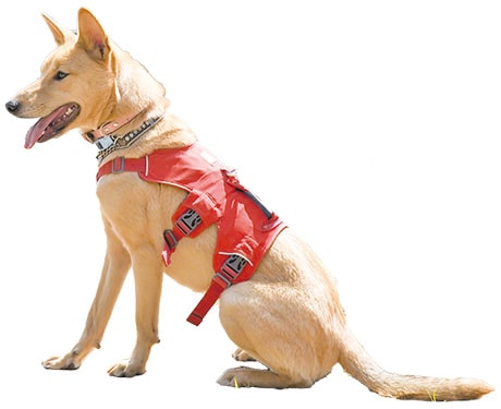 画像：犬