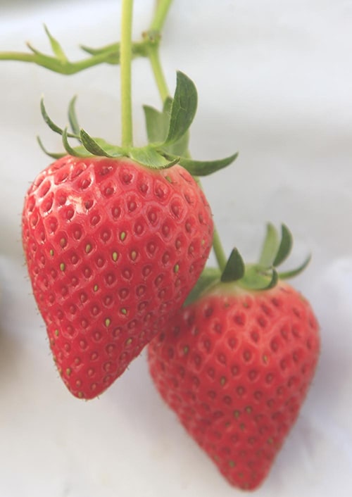 画像:完熟イチゴの甘さにびっくり