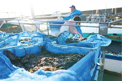 画像:甘くて口どけが良い「市川のノリ」