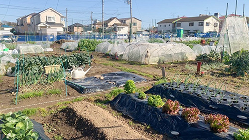 画像：野菜を作ってみませんか 市民農園利用者募集
