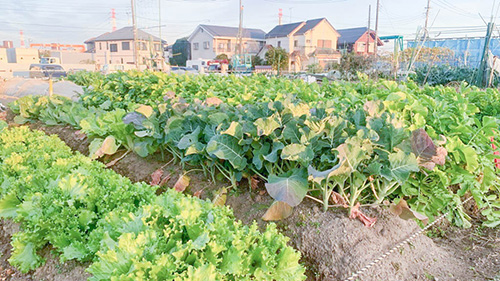 画像：野菜を作ってみませんか 市民農園利用者募集