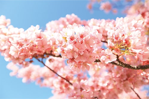 画像:河津桜