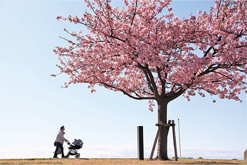 画像:江戸川河川敷