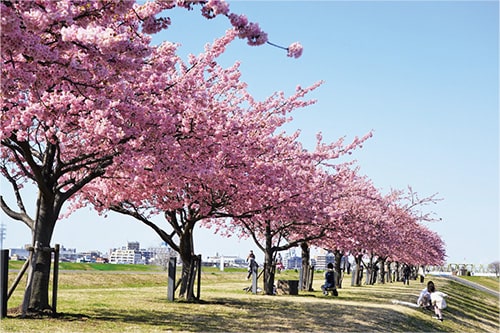 画像:江戸川河川敷