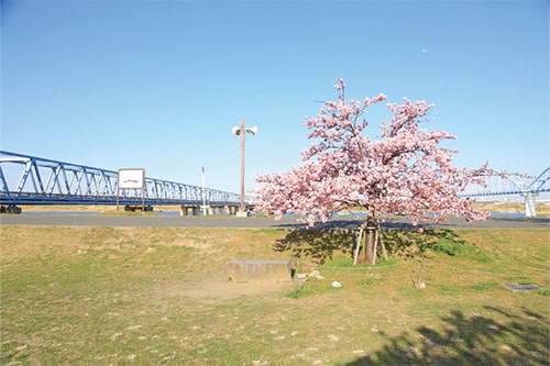 画像:江戸川河川敷
