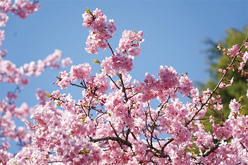 画像:里見公園