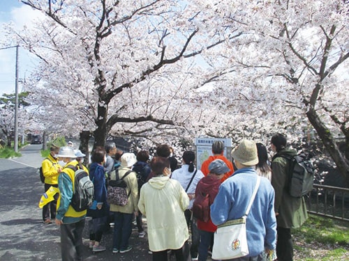 画像:桜まち歩き