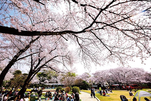 画像:桜が満開の里見公園