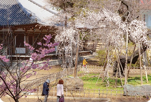 画像:弘法寺(ぐほうじ)と伏姫桜(ふせひめざくら)