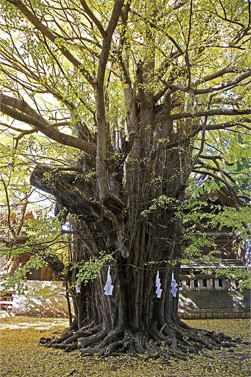 画像:「千本公孫樹」(せんぼんいちょう)(葛飾八幡宮)