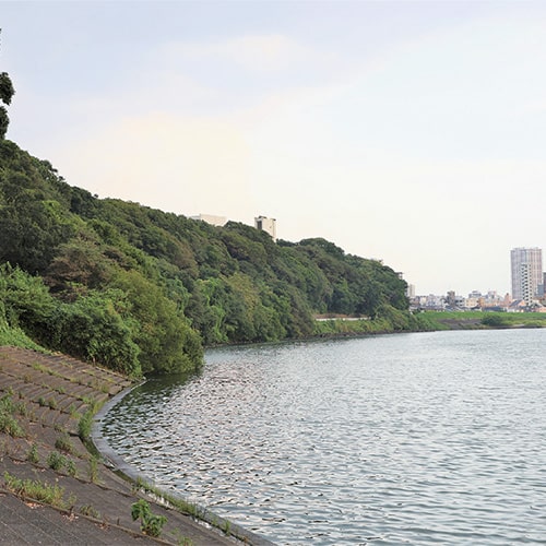 画像:国府台の崖
