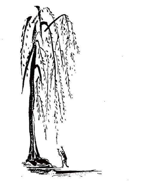 イラスト：父が書いた「柳に飛びつく蛙」