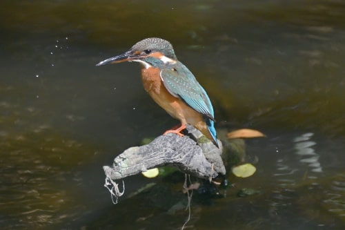 画像：カワセミメス