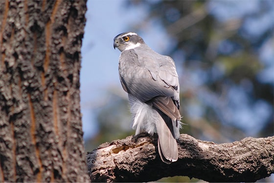 画像：オオタカ