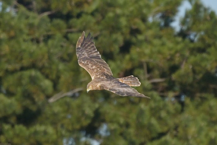 画像：チュウヒ