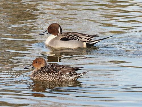 画像：上がオス、下がメス