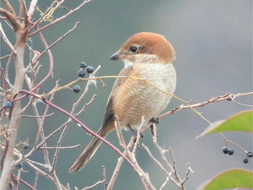 画像：モズメス