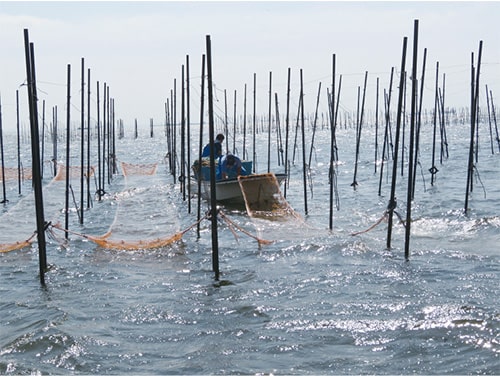 画像：網張りの様子