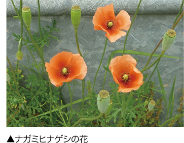 ナガミヒナゲシの花