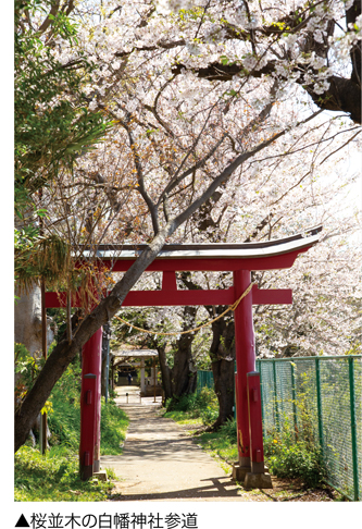 桜並木の白幡神社参道