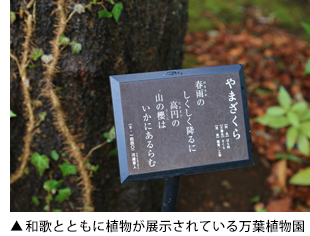 和歌とともに植物が展示されている万葉植物園