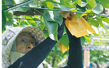 袋かけ（6月下旬～7月上旬）