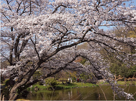 じゅん菜池緑地