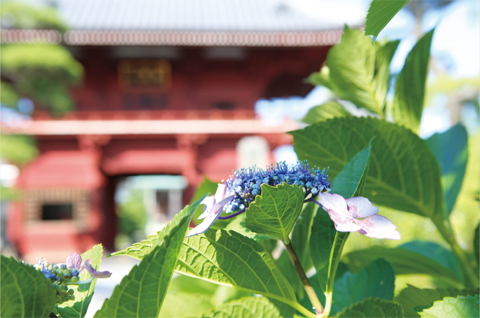 【Instagram】紫陽花（あじさい）色々［6月18日］