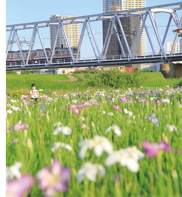 【Instagram】花菖蒲越しの市川［7月2日］