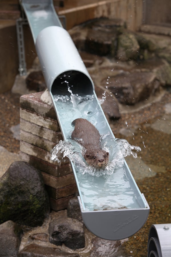 オリジナル遊具「流しカワウソ」設置