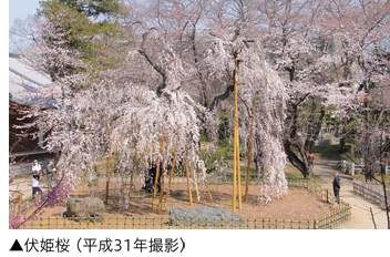 伏姫桜（平成31年撮影）