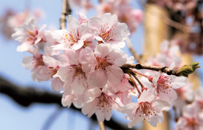 桜の写真