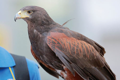 写真：鳥の鷹