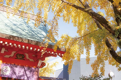 写真：葛飾八幡宮の外観と銀杏