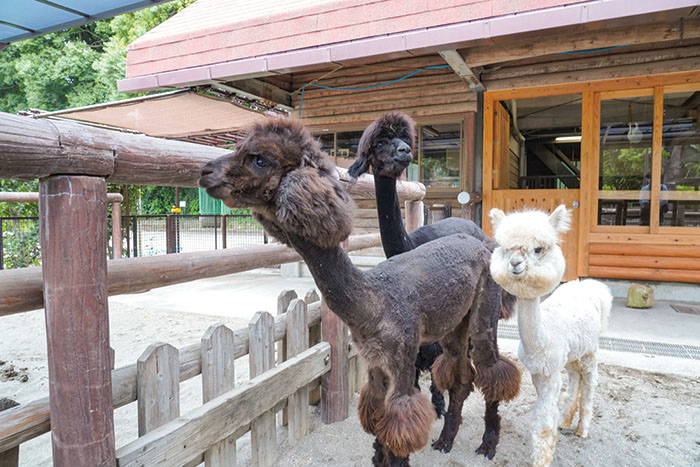 写真：動植物園のアルパカたち