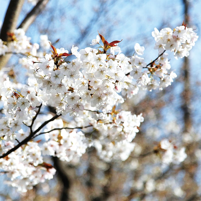 昨年撮影したあいねすと近くの桜の写真