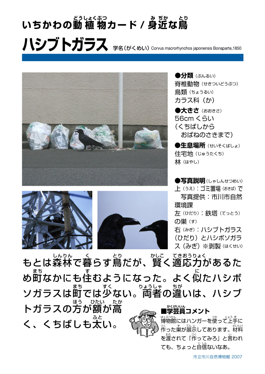 市川自然博物館 市川市公式webサイト