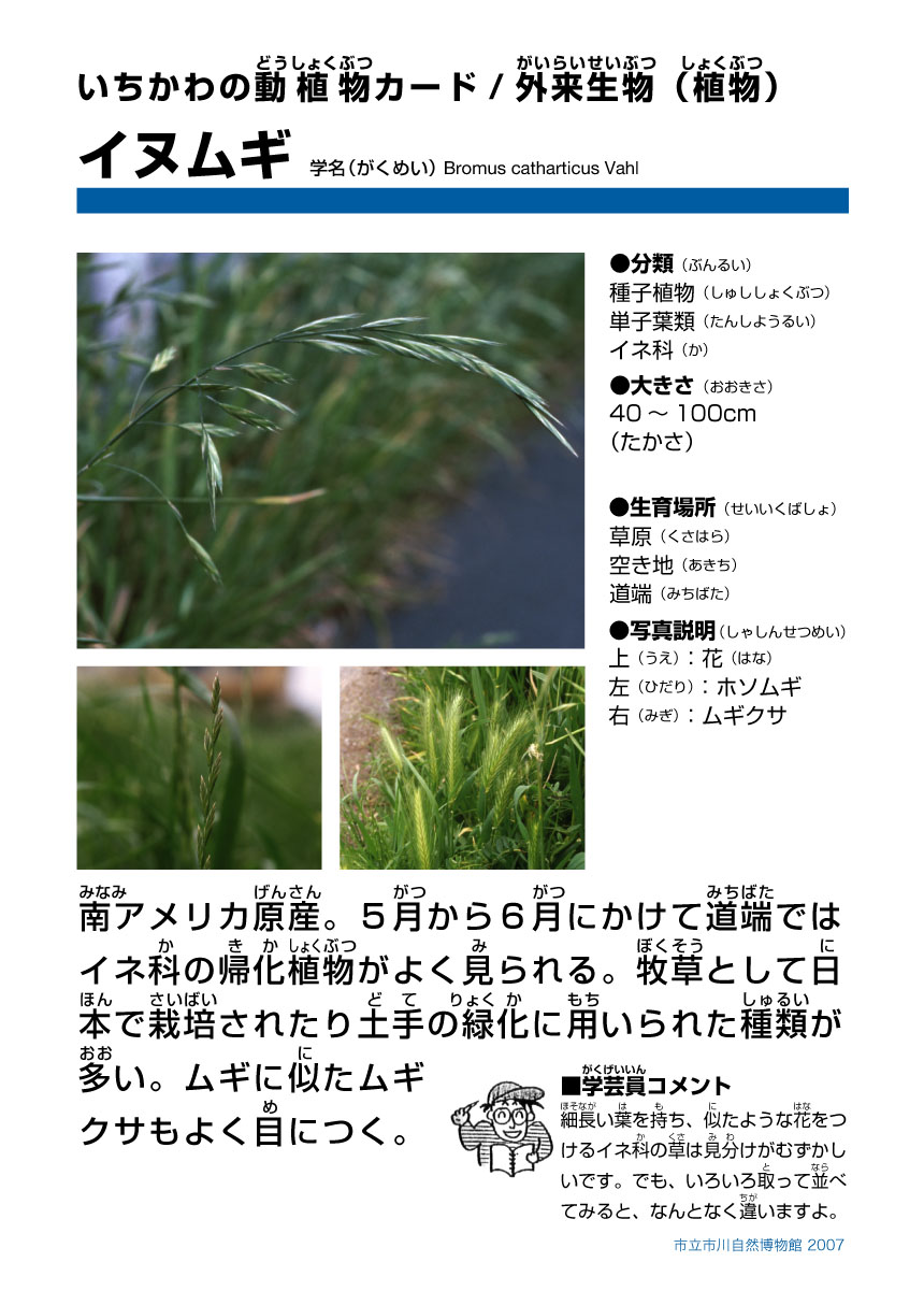 市川自然博物館 市川市公式webサイト 市川自然博物館 市川市公式webサイト