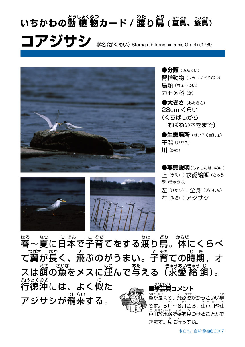市川自然博物館 市川市公式webサイト 市川自然博物館 市川市公式webサイト