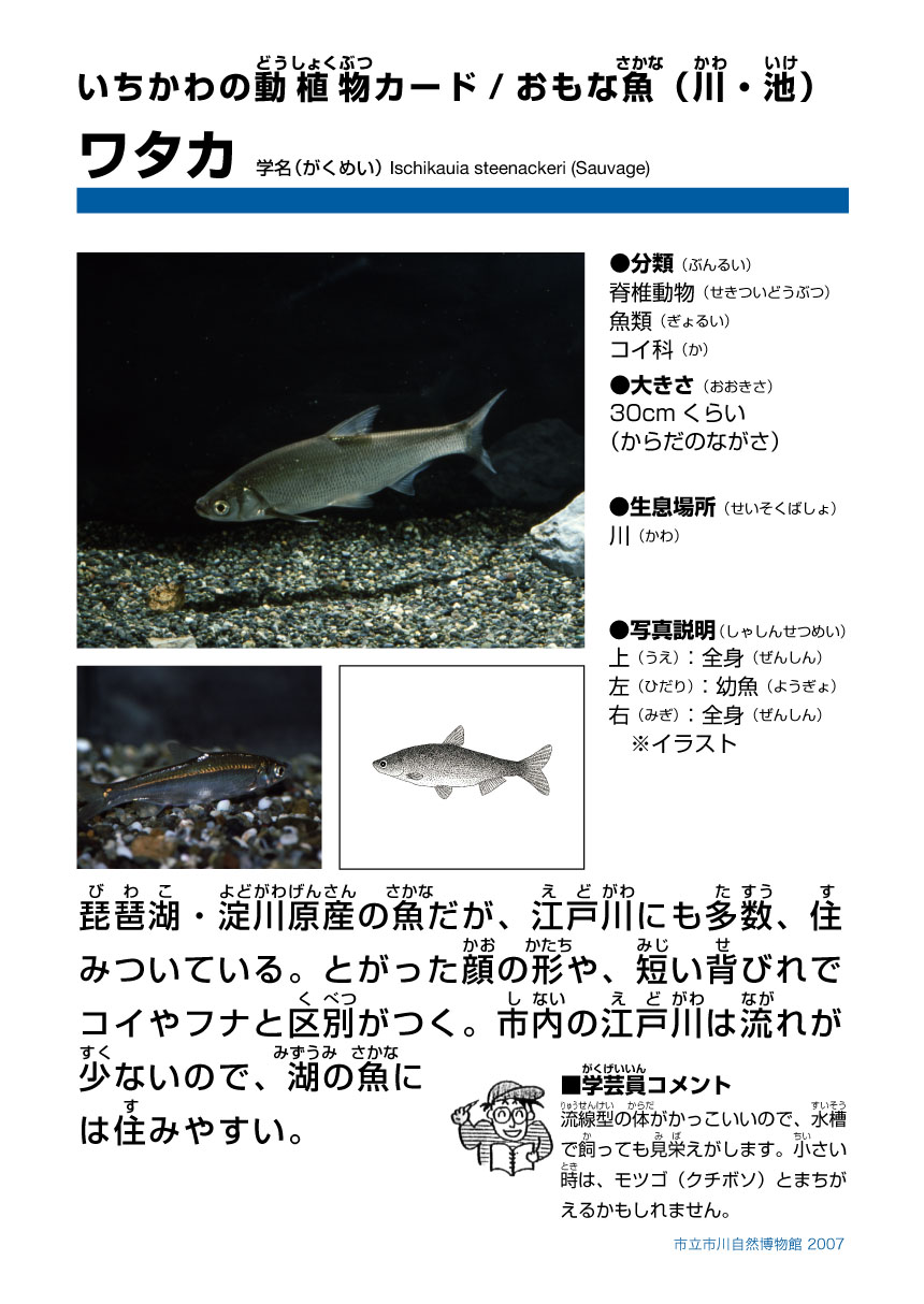 市川自然博物館 市川市公式webサイト 市川自然博物館 市川市公式webサイト
