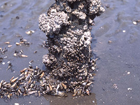 杭にくっついた生物の写真