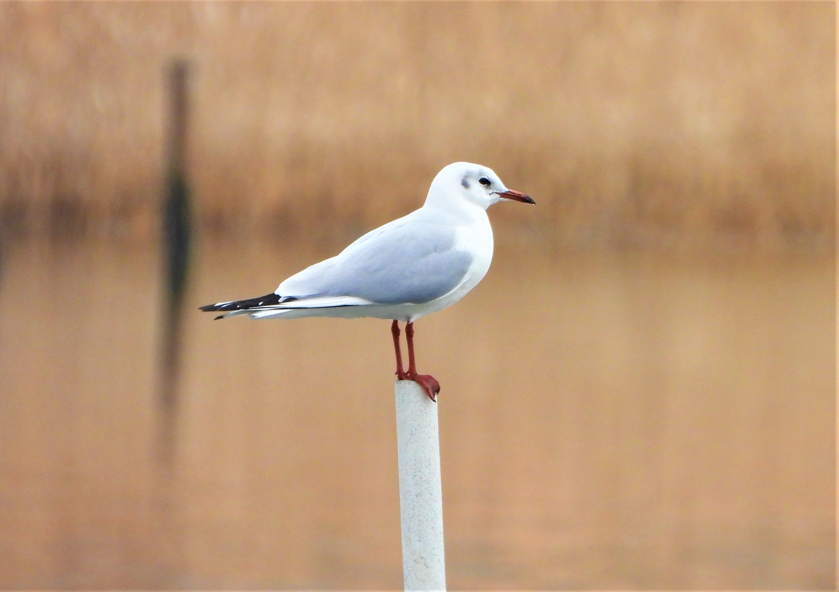 ユリカモメの画像