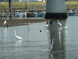 ダイサギの写真
