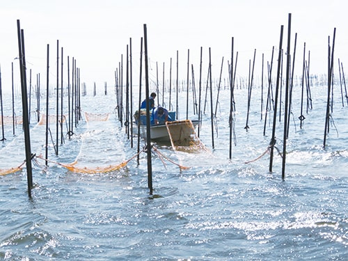 画像：[3]網張り（10月）