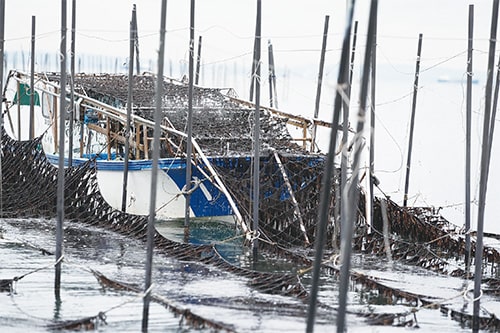 画像：[4]ノリ摘み（11月〜4月）