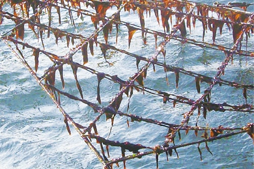 画像：「成長した様子」