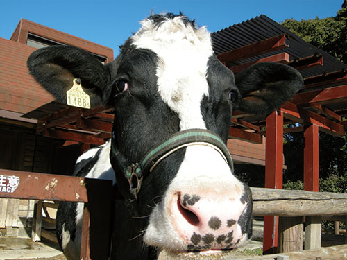 2021年は丑(うし)年の画像1