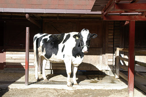 2021年は丑(うし)年の画像2