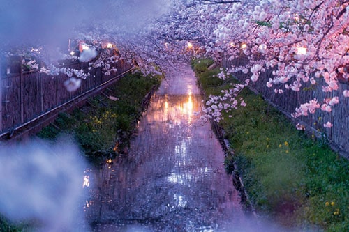 真間川がさらにピンクに染まりましたの画像1